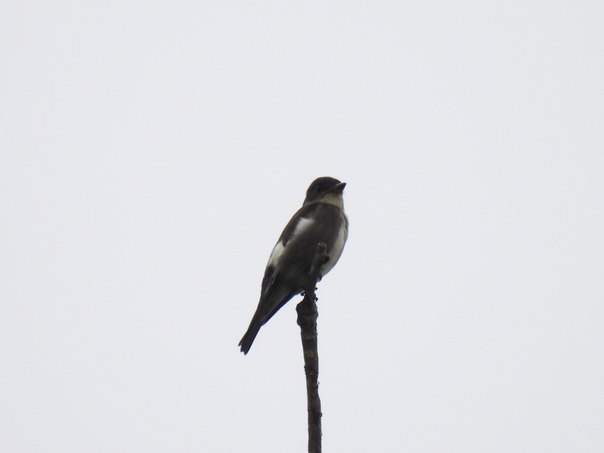 Olive-sided Flycatcher - ML642651333