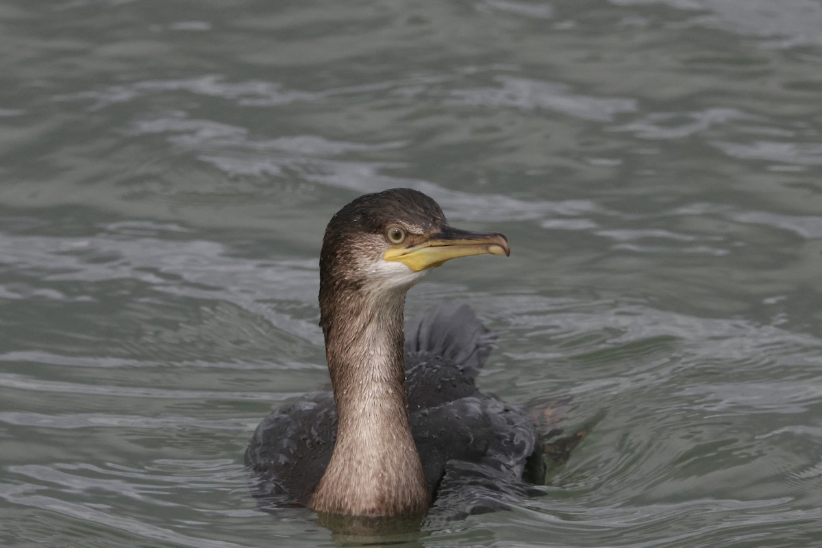European Shag - ML642651335