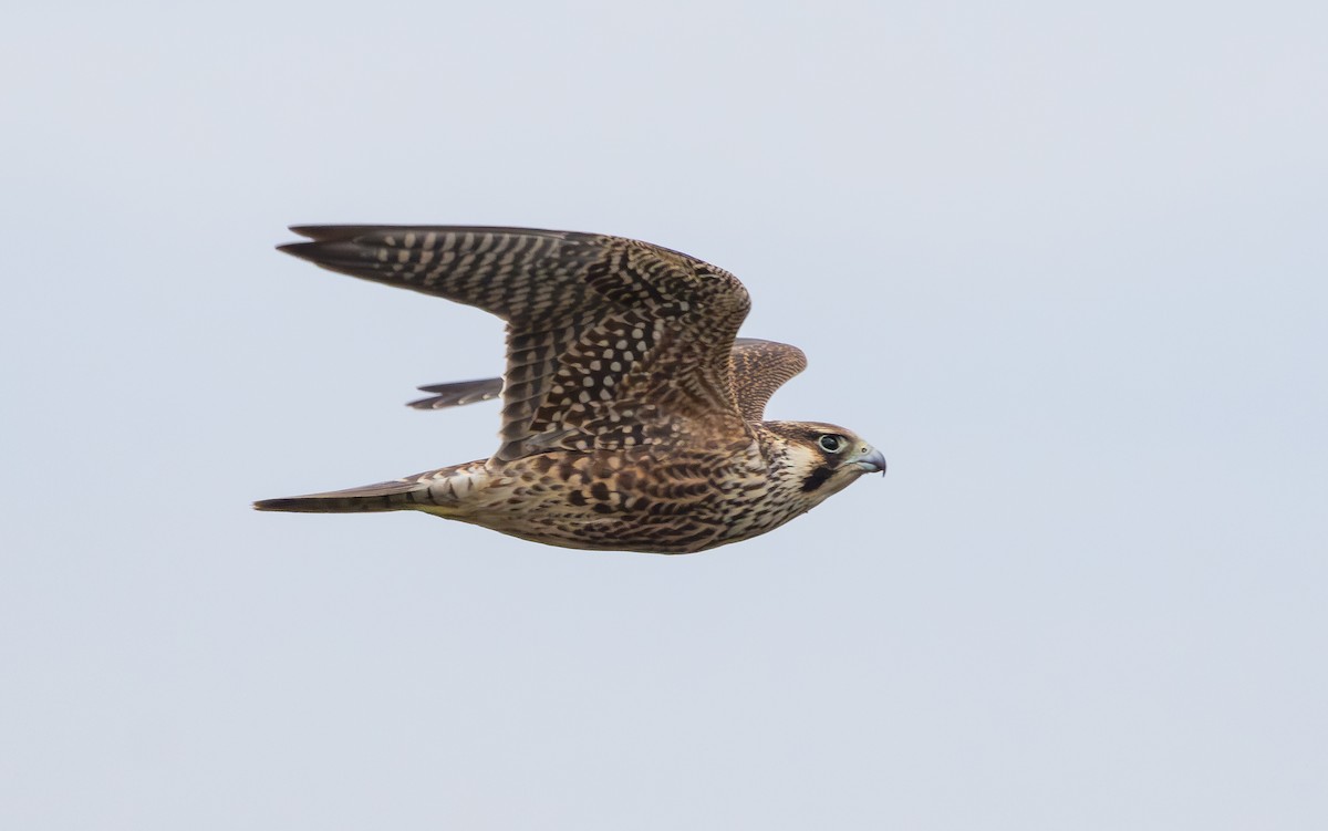 Peregrine Falcon (Tundra) - ML642651336