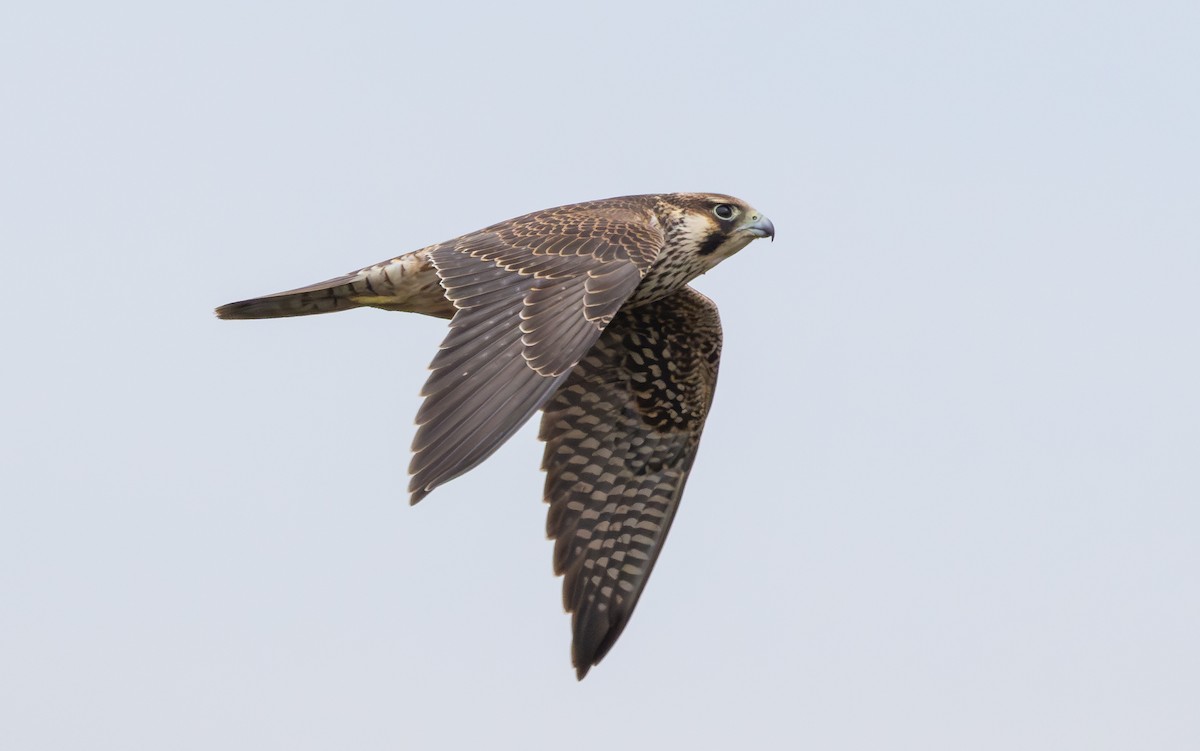 Peregrine Falcon (Tundra) - ML642651337