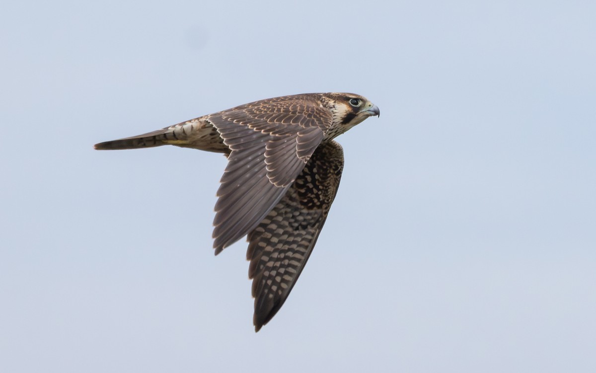 Peregrine Falcon (Tundra) - ML642651338