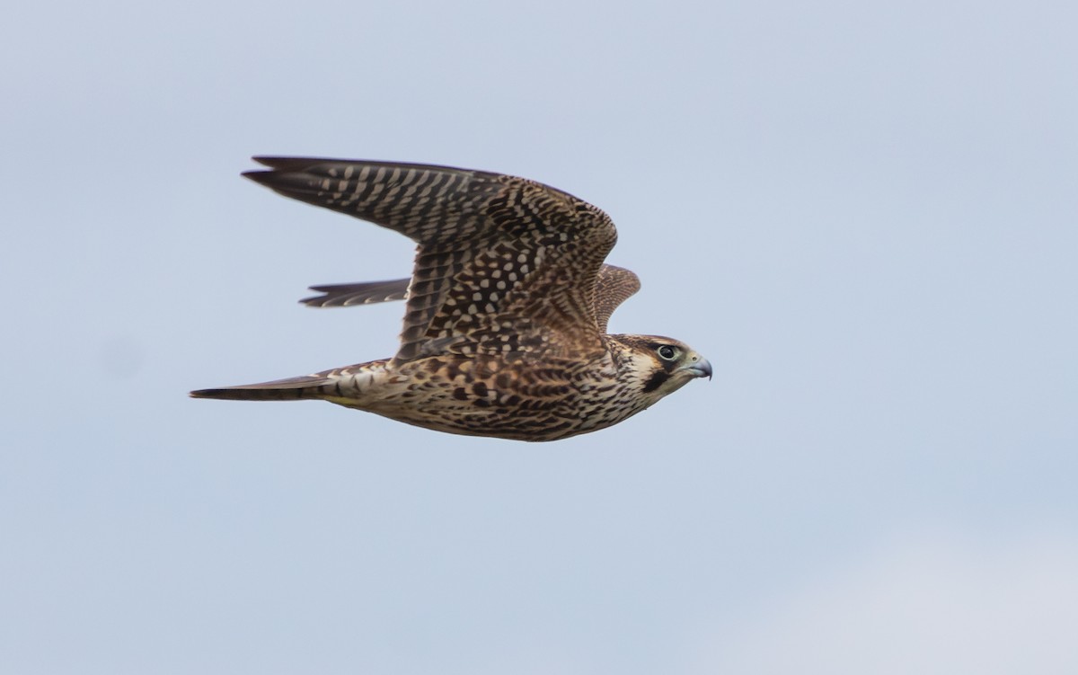 Peregrine Falcon (Tundra) - ML642651339