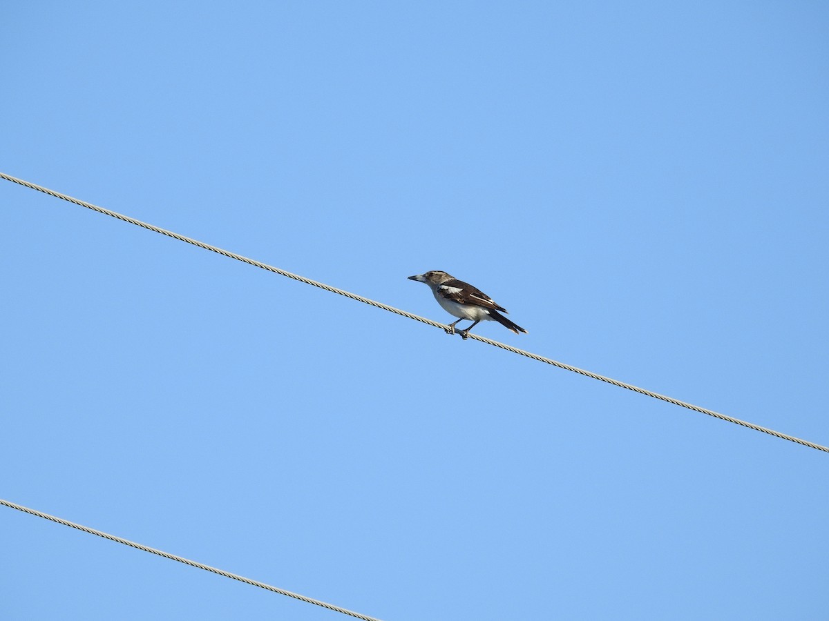 Pied Butcherbird - ML642651343