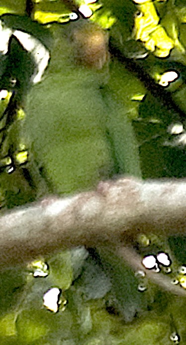 Cobalt-winged Parakeet - ML642651348