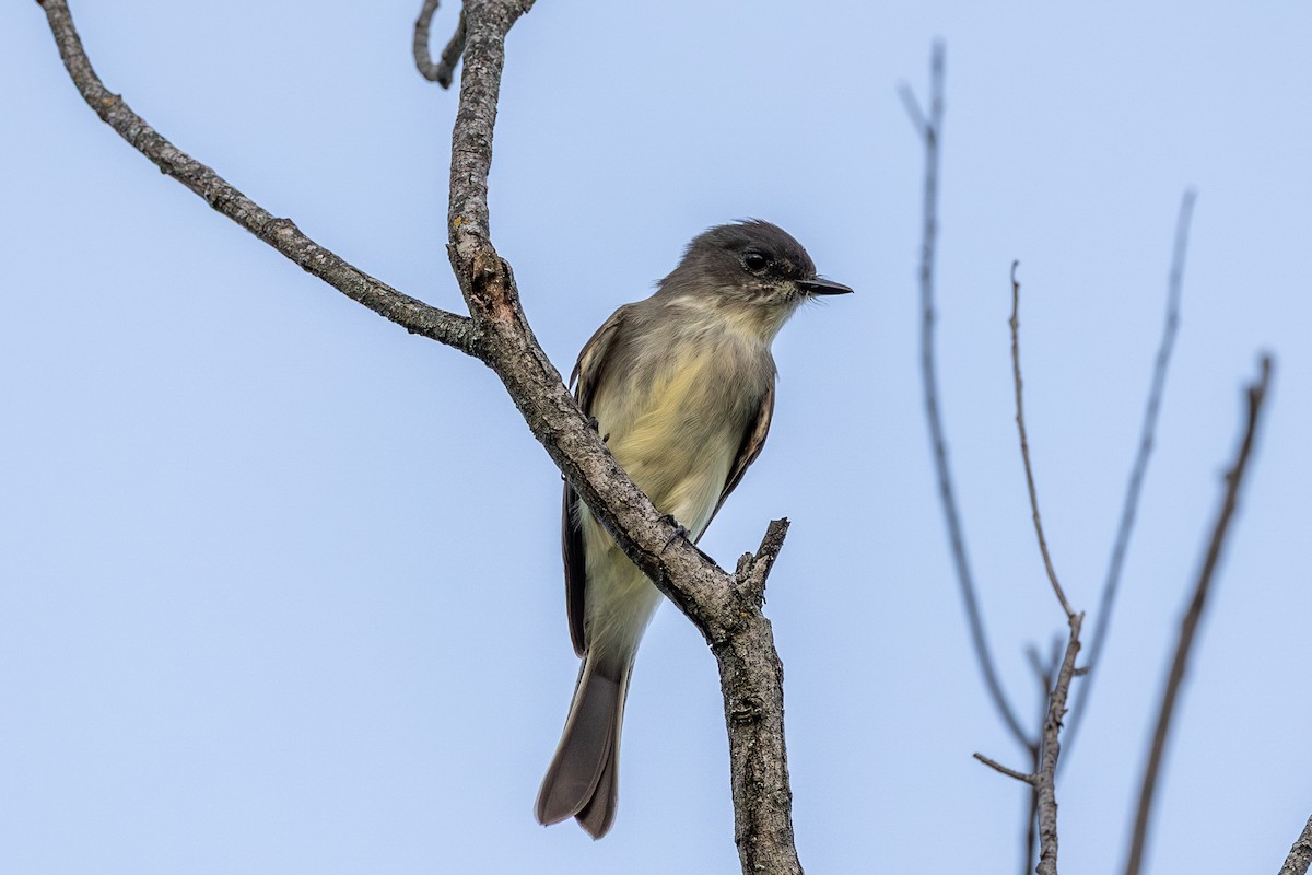 Eastern Phoebe - ML642651355