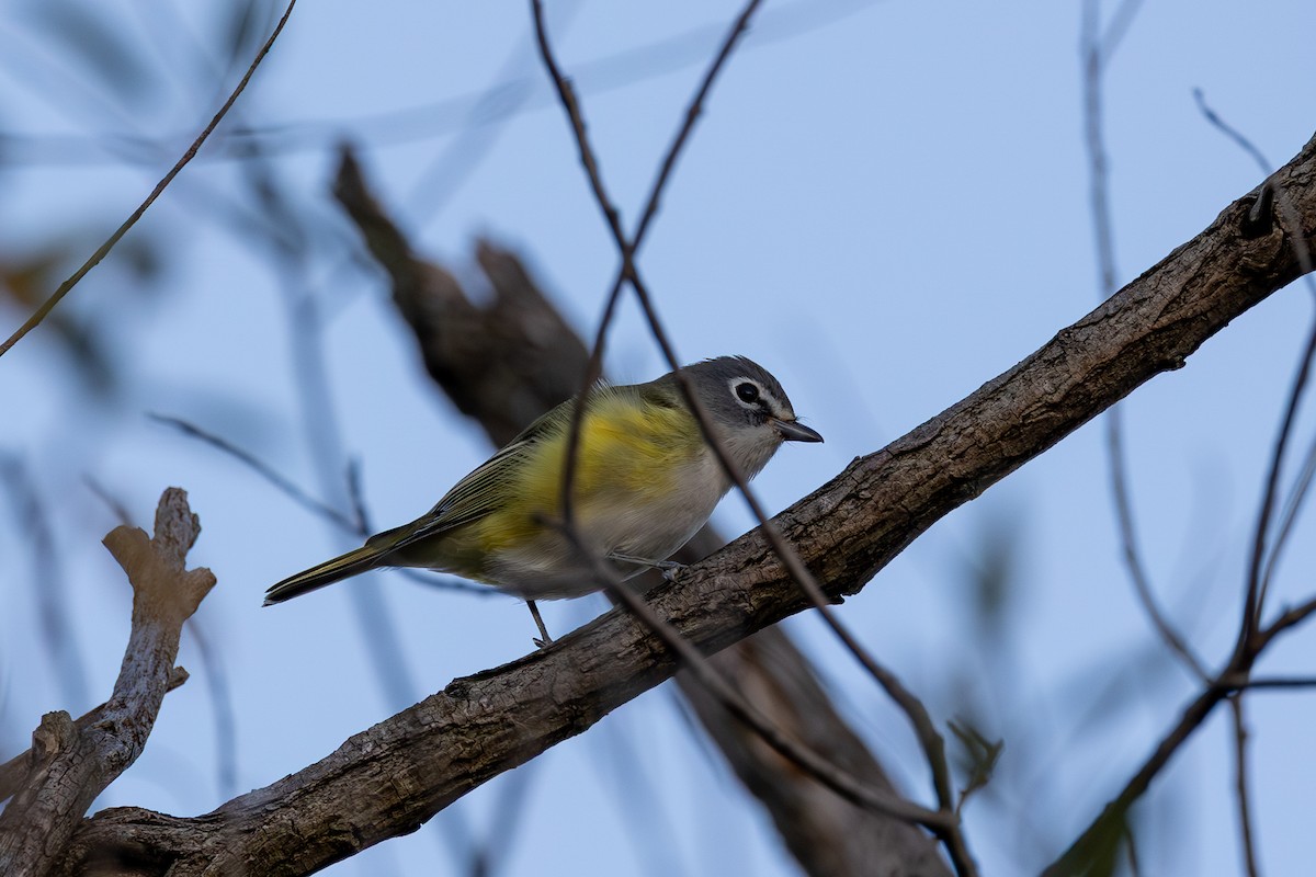 Blue-headed Vireo - ML642651356
