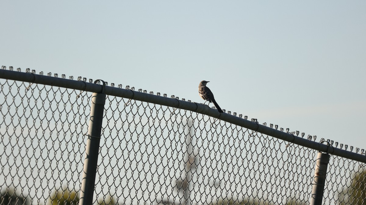 Northern Mockingbird - ML642651367