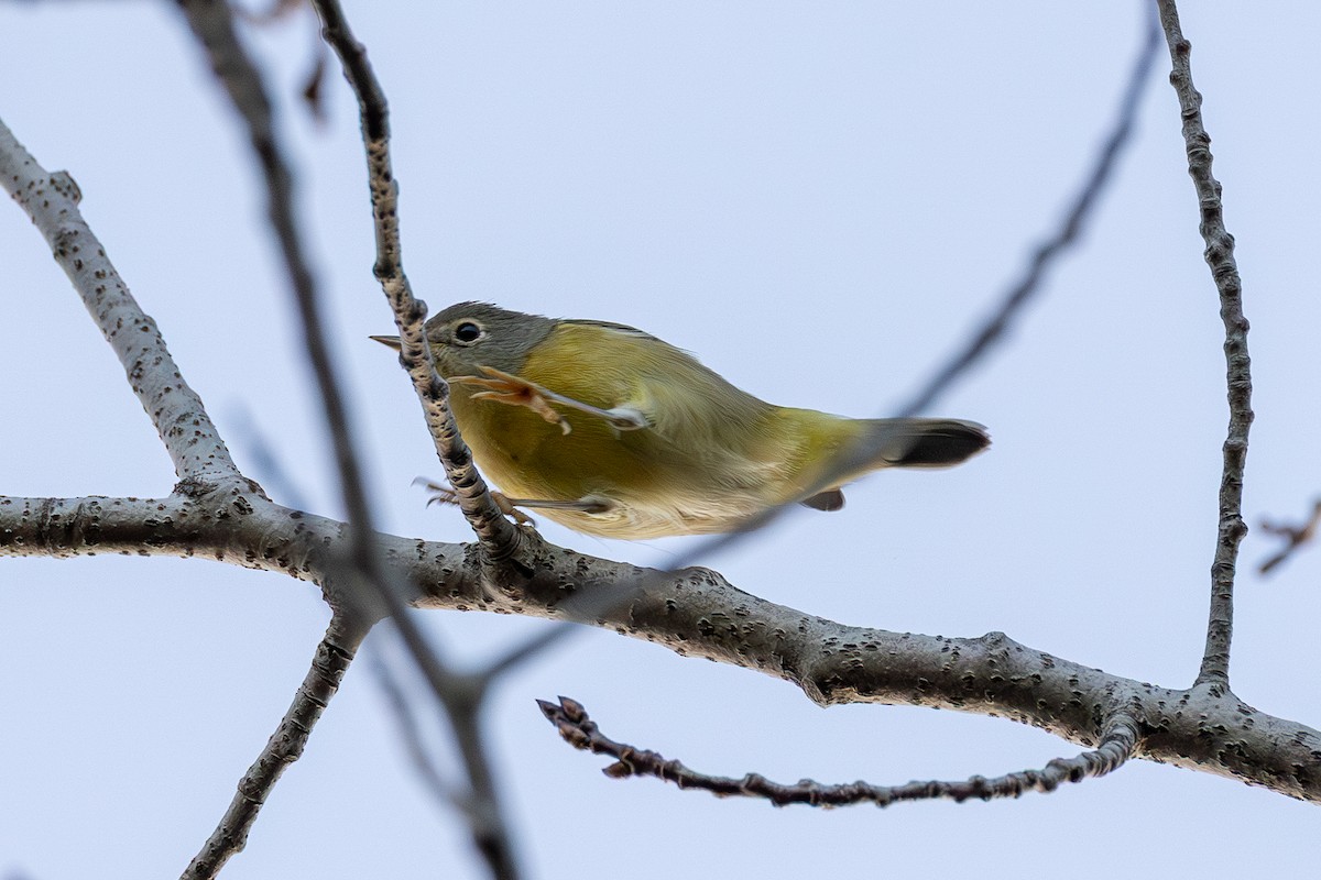 Nashville Warbler - ML642651369