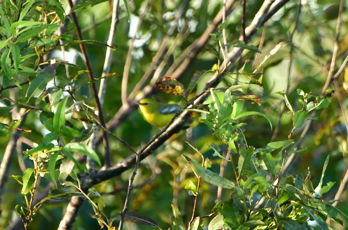 Blue-winged Warbler - ML642651372
