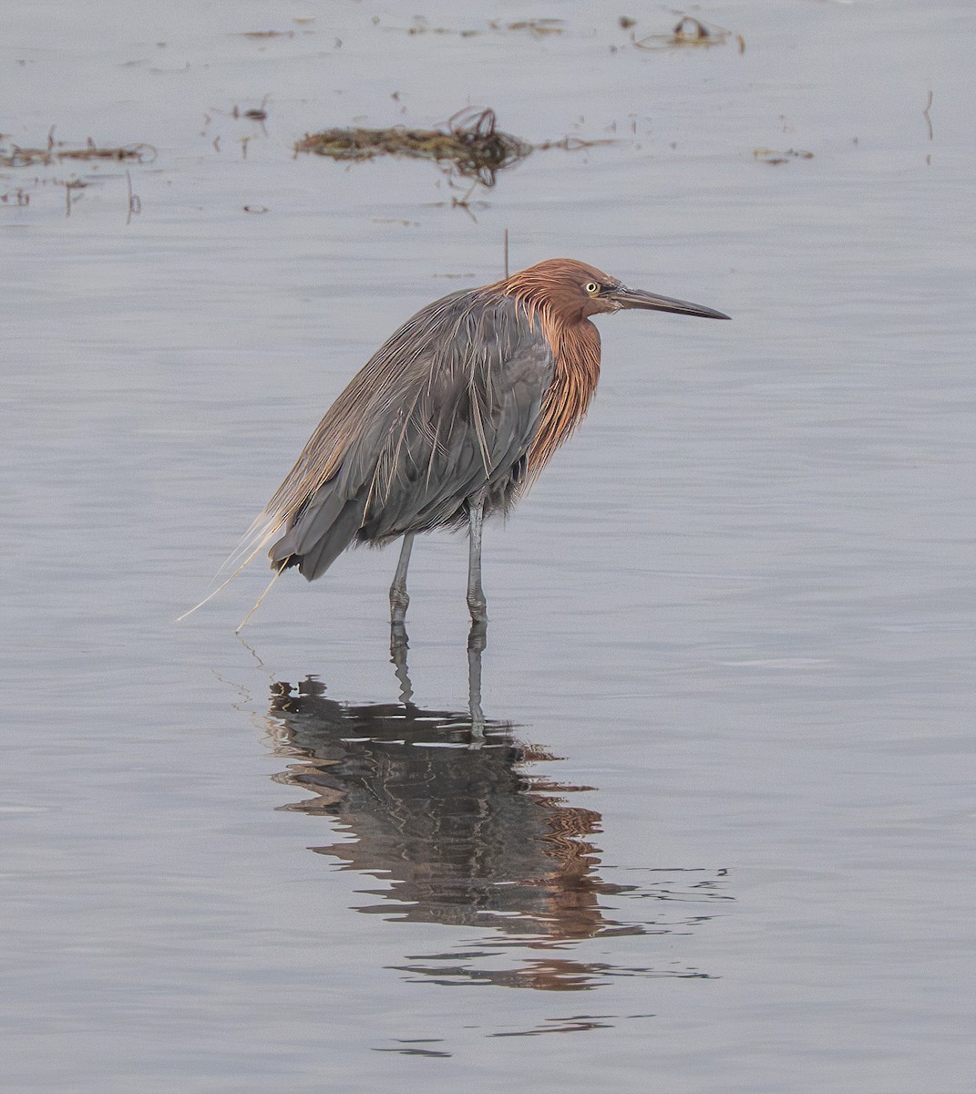 Reddish Egret - ML642651380
