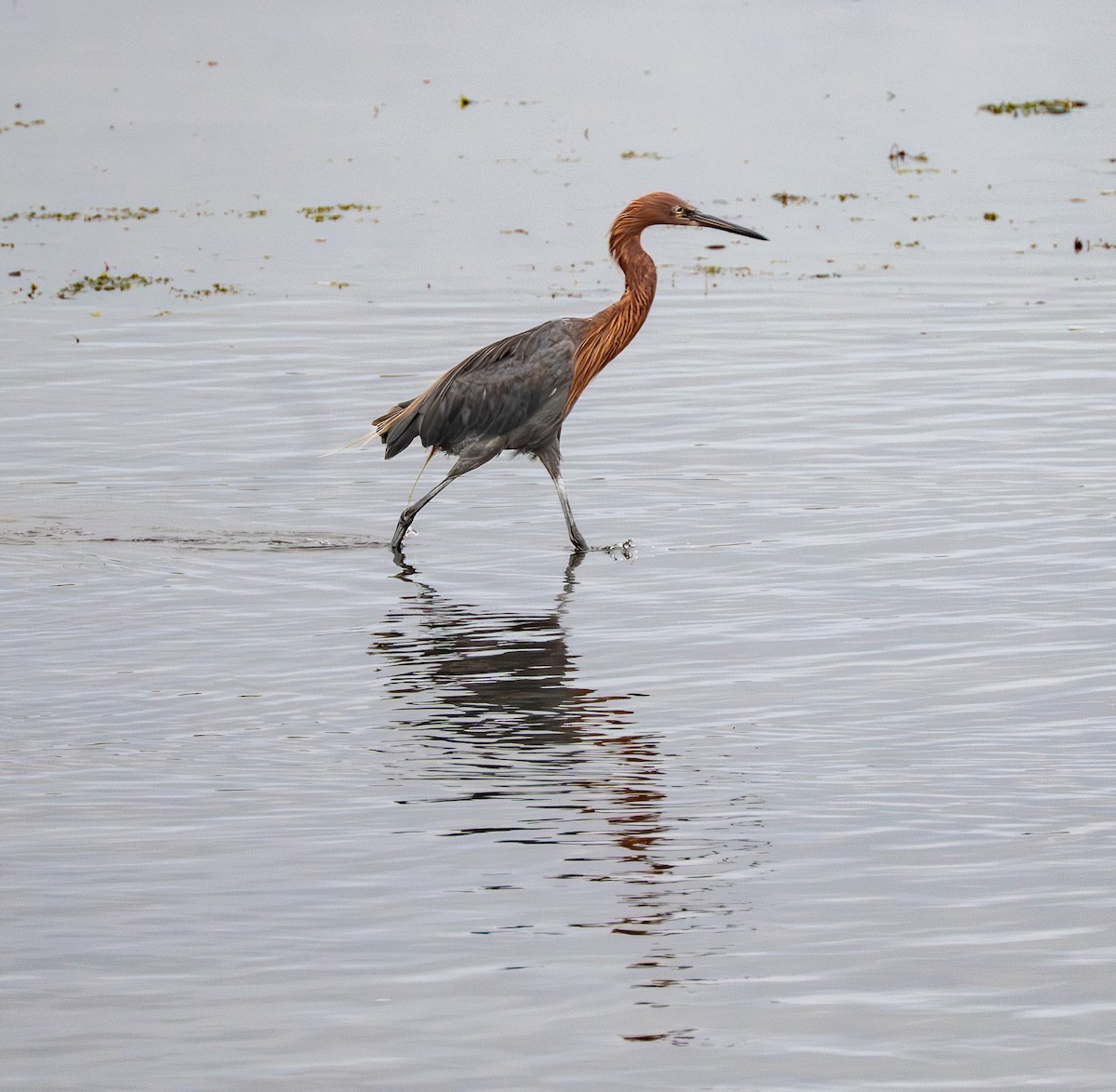Reddish Egret - ML642651381
