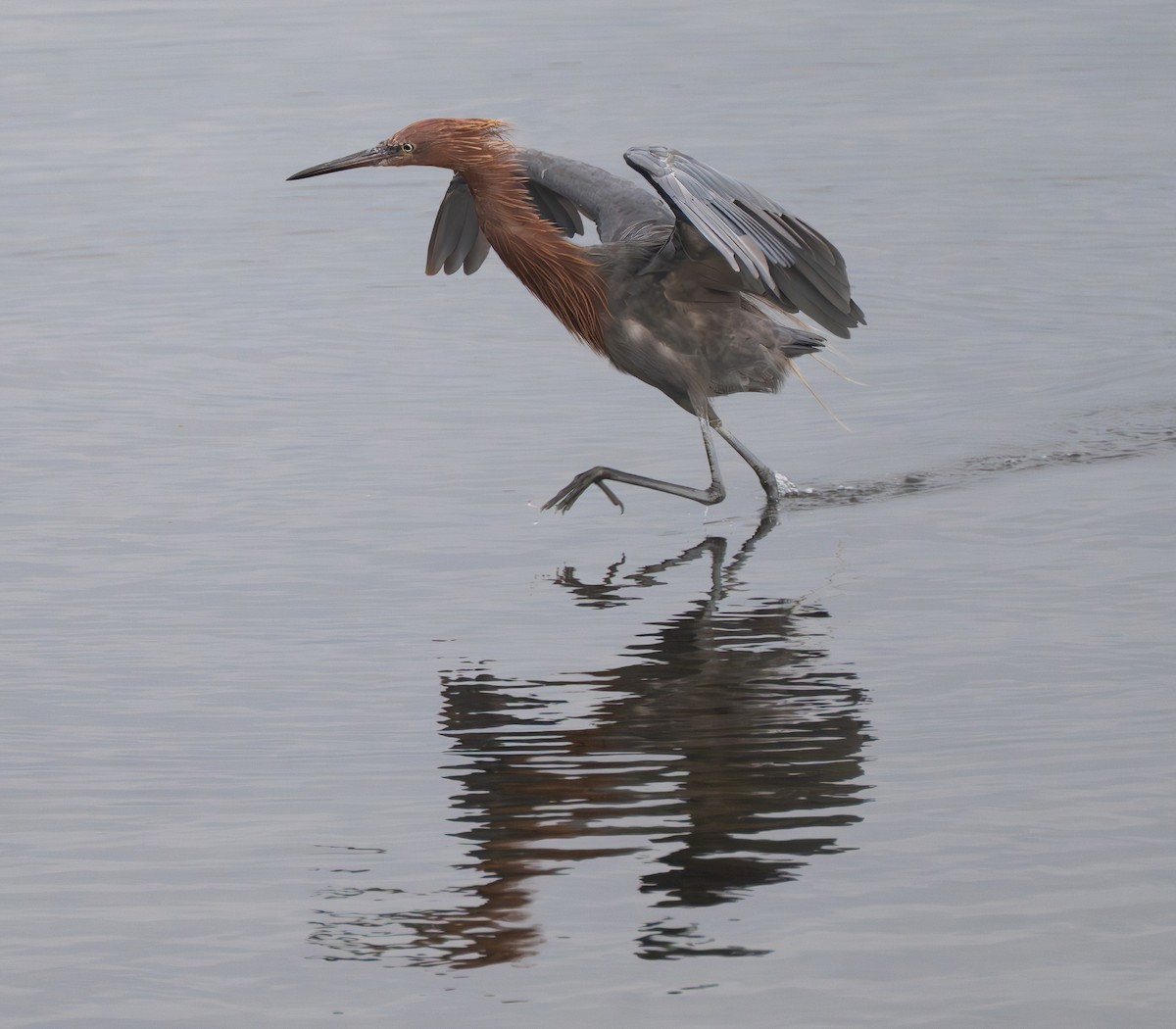 Reddish Egret - ML642651382