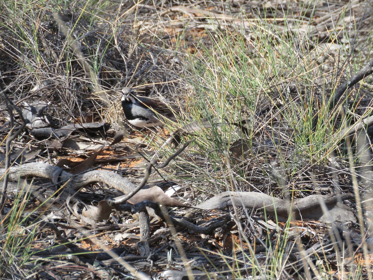 Chestnut Quail-thrush - ML642651383