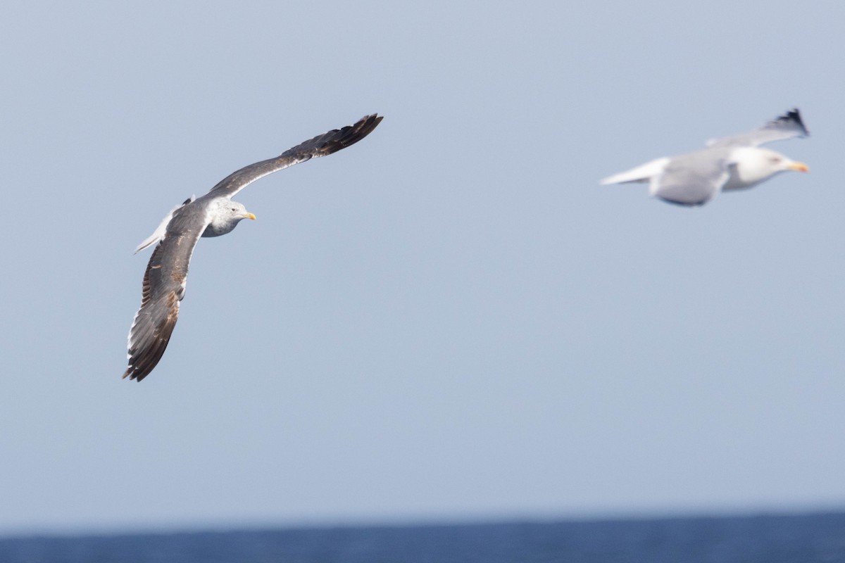 Lesser Black-backed Gull - ML642651391