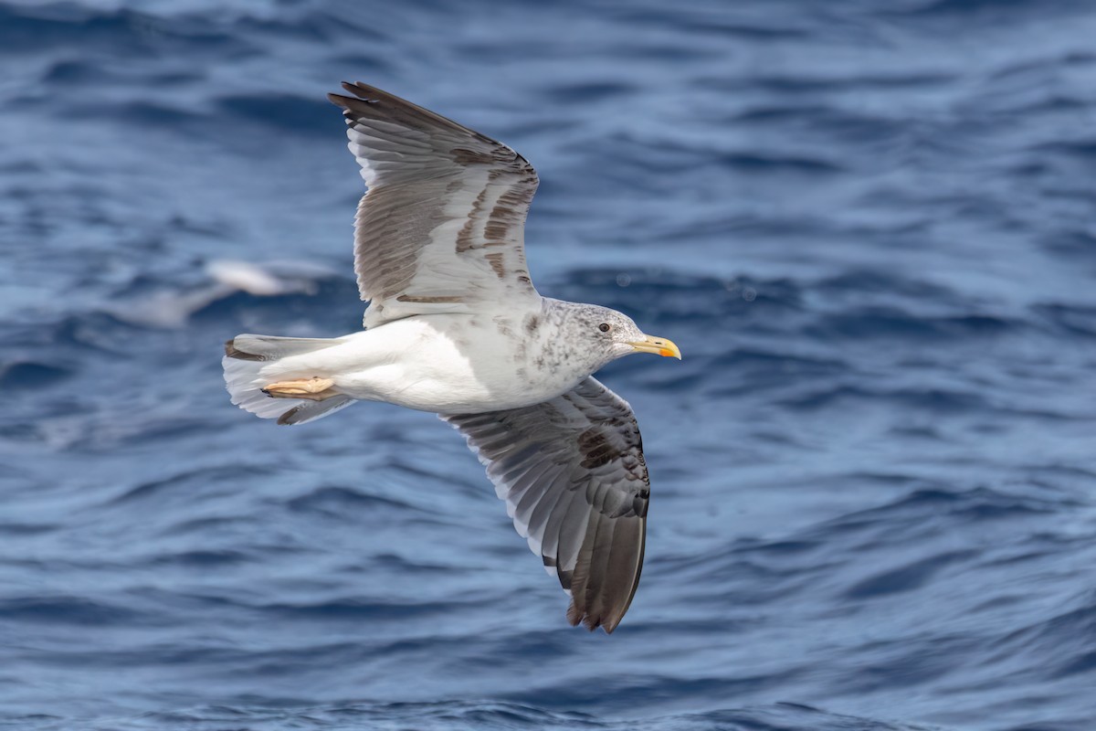 Lesser Black-backed Gull - ML642651392