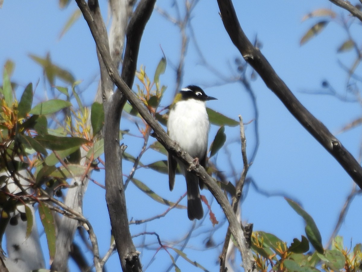Gilbert's Honeyeater - ML642651393