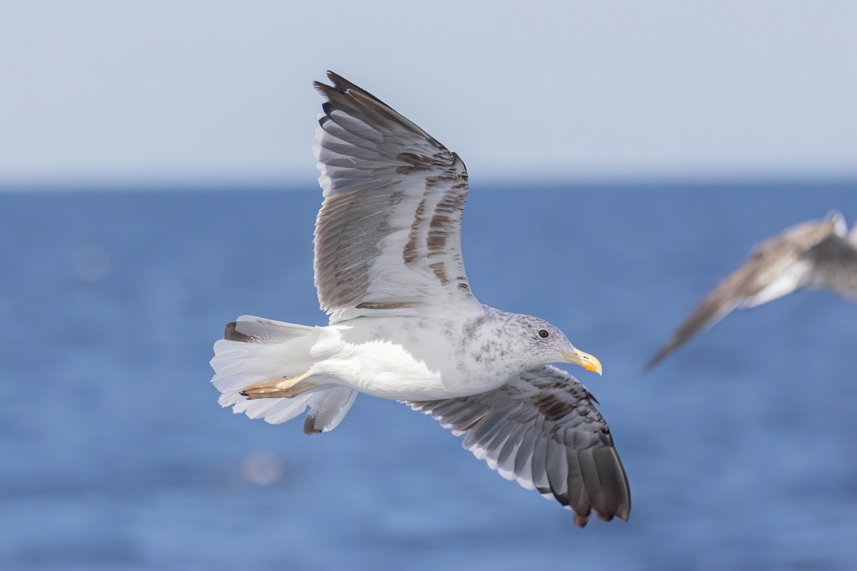 Lesser Black-backed Gull - ML642651394