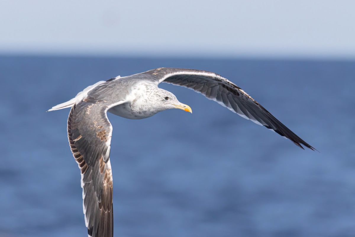 Lesser Black-backed Gull - ML642651396