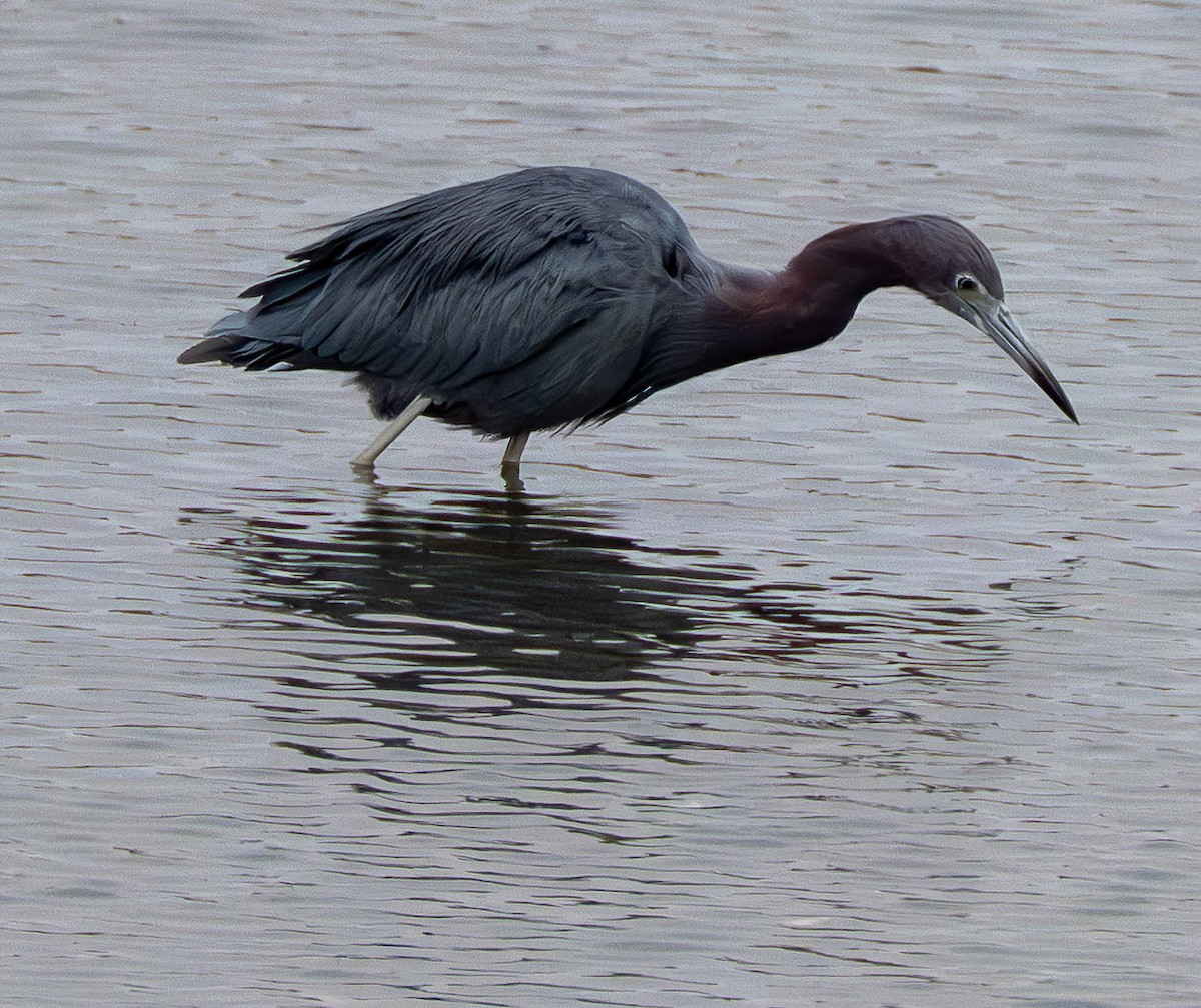 Little Blue Heron - ML642651398