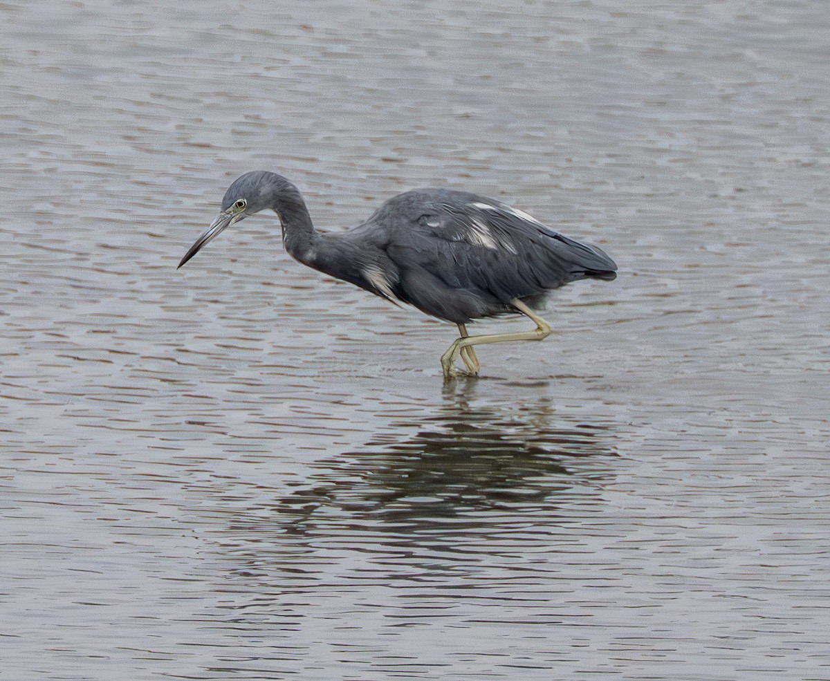 Little Blue Heron - ML642651399