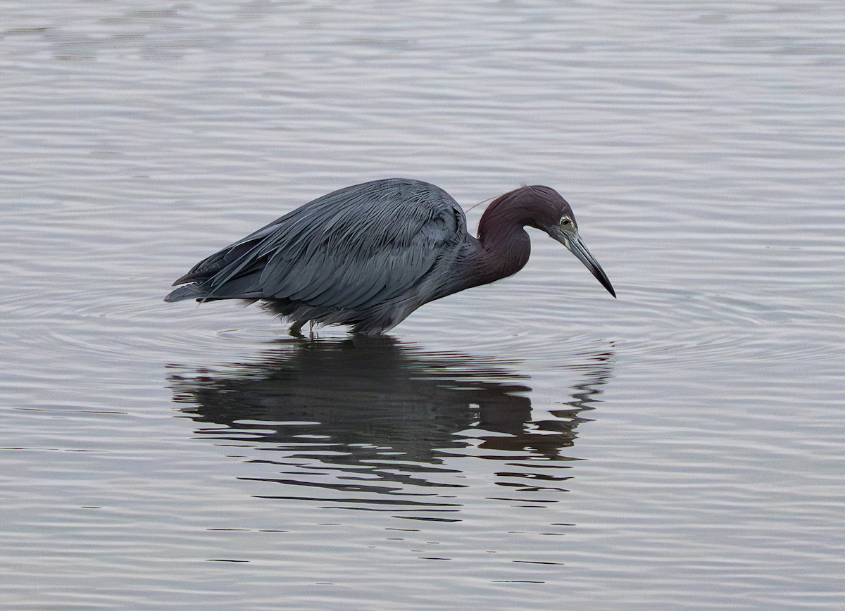 Little Blue Heron - ML642651400