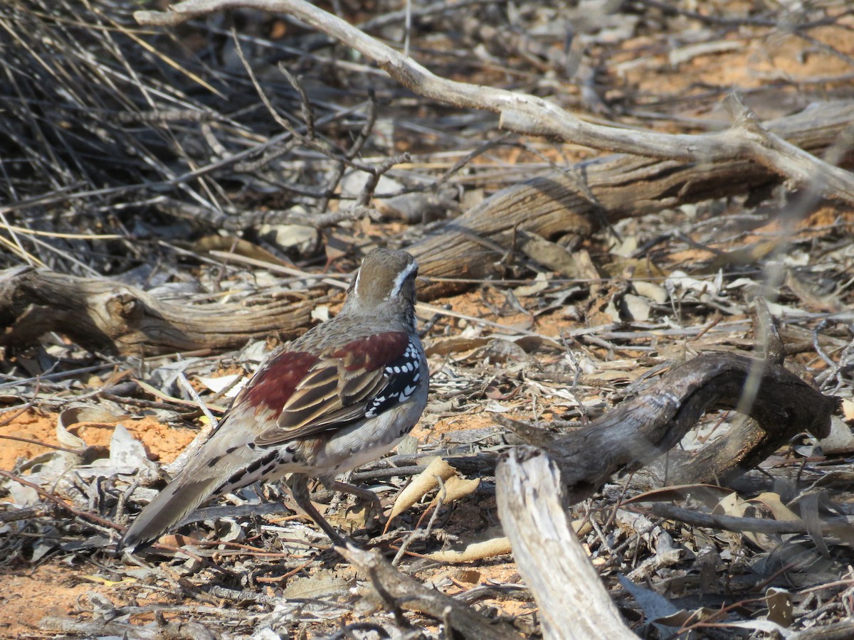 Chestnut Quail-thrush - ML642651402