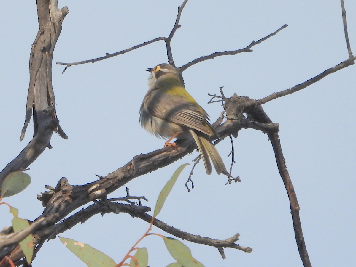 Brown-headed Honeyeater - ML642651419