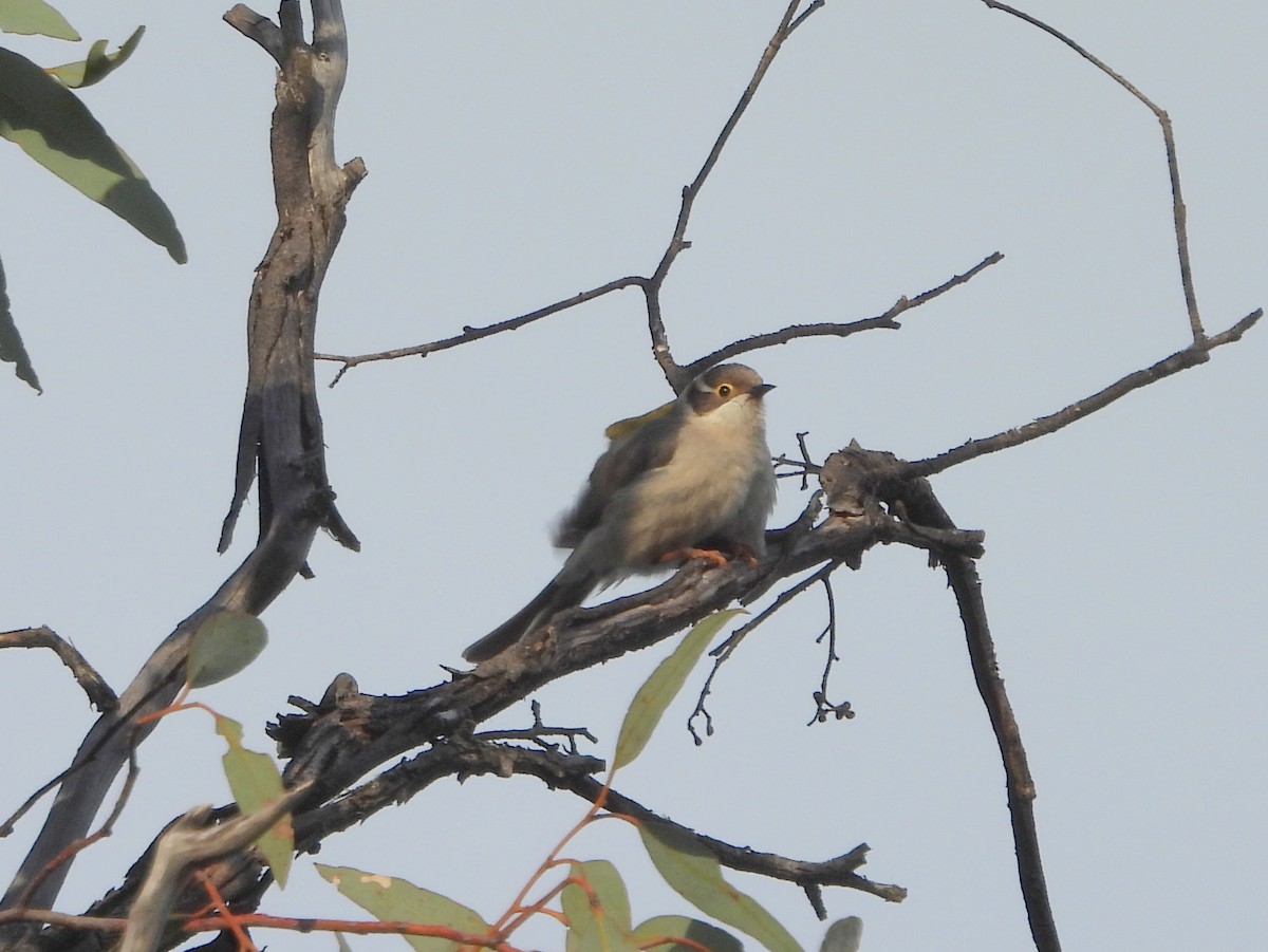 Brown-headed Honeyeater - ML642651420