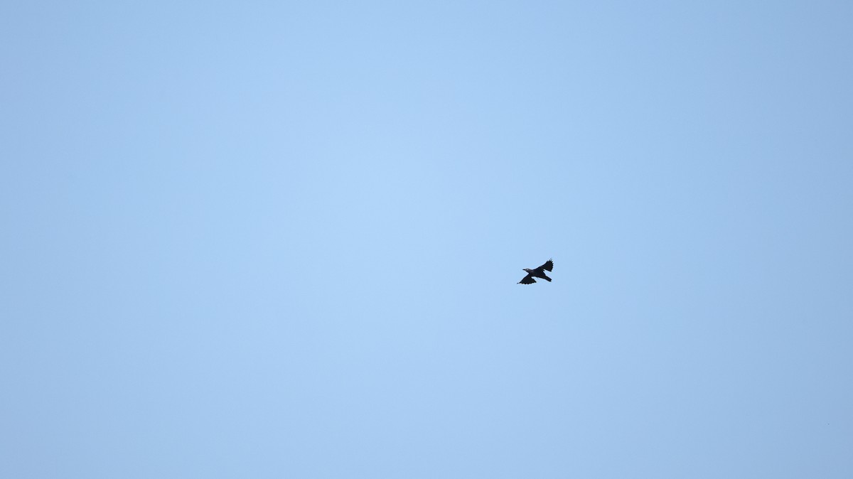 Common Grackle - ML642651437