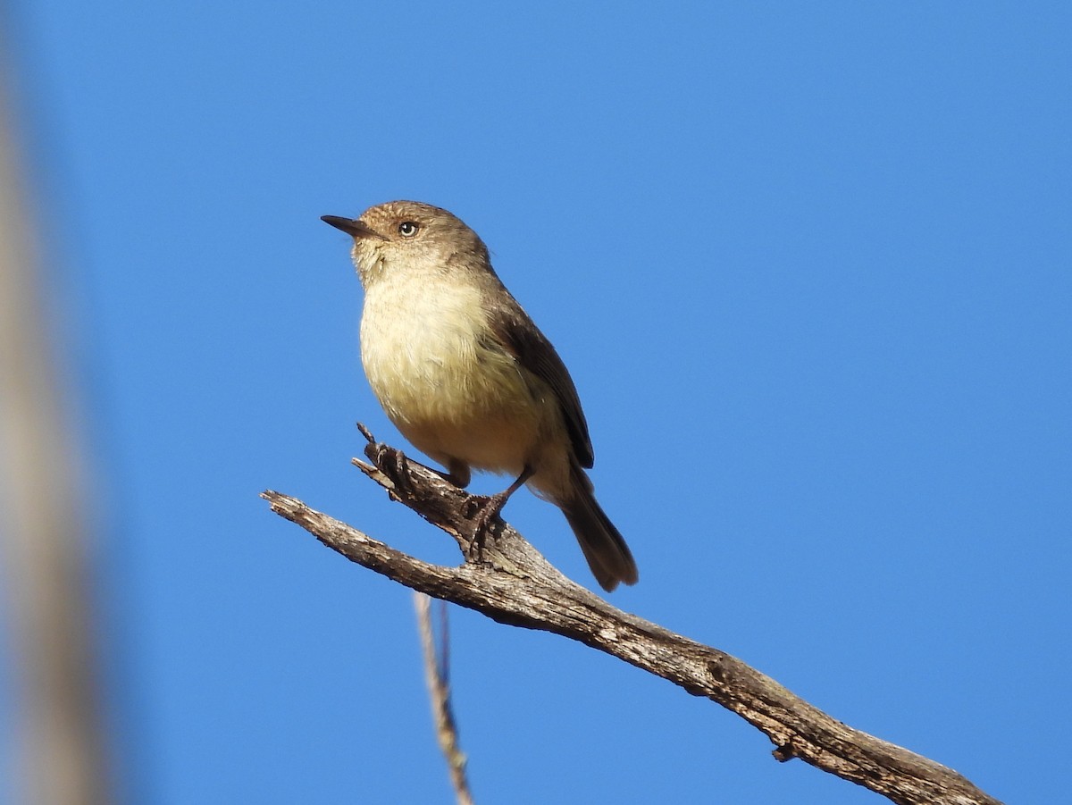Western Thornbill - ML642651439
