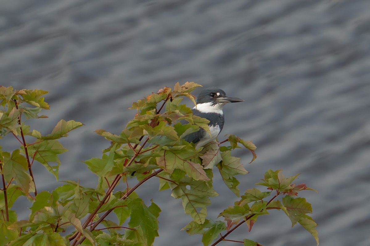 Belted Kingfisher - ML642651443