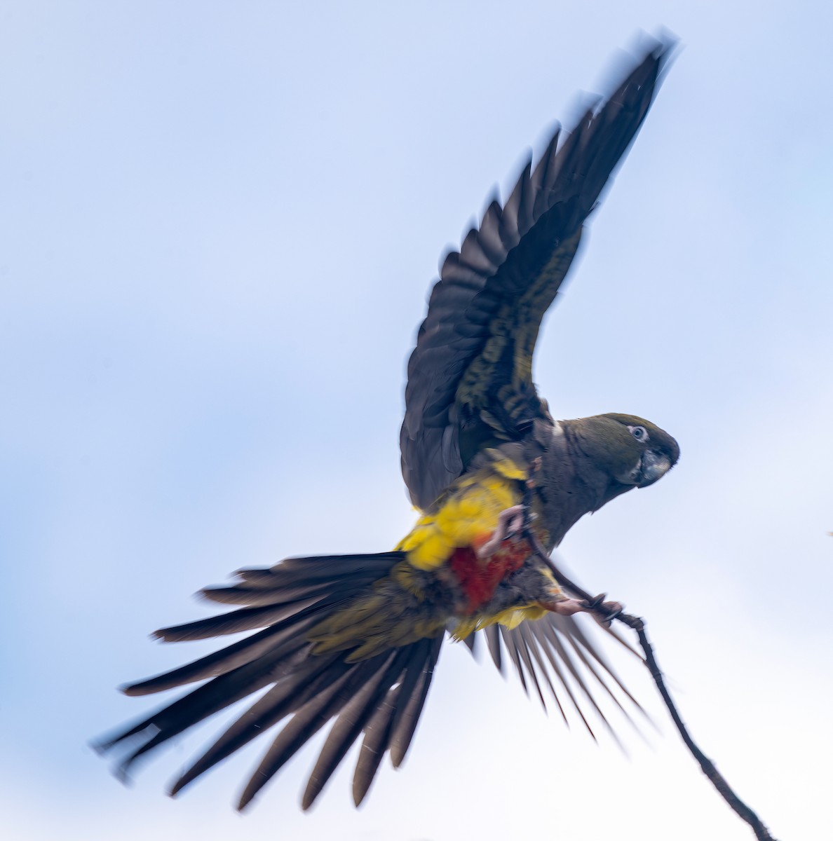Burrowing Parakeet - ML642651449