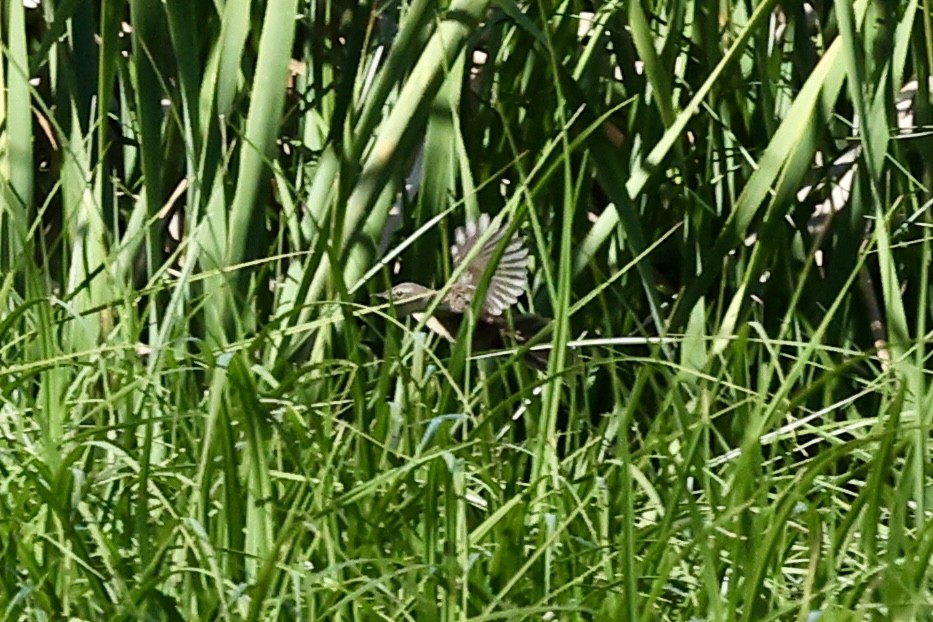 Mégalure caqueteuse - ML642651452