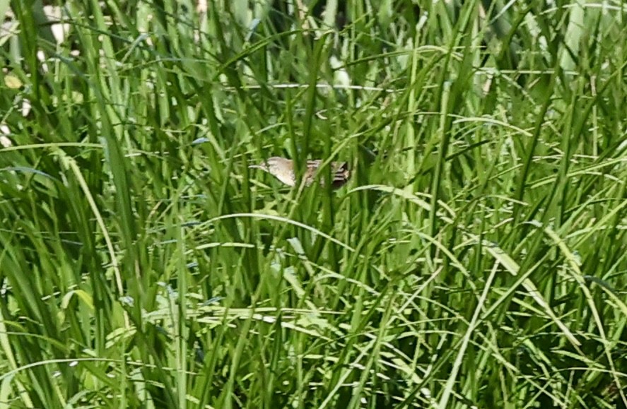 Mégalure caqueteuse - ML642651453