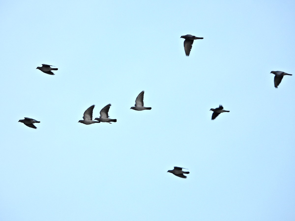 Stock Dove - ML642651462