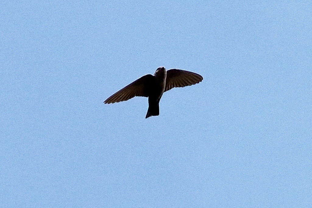 Dusky Crag-Martin - ML642651463