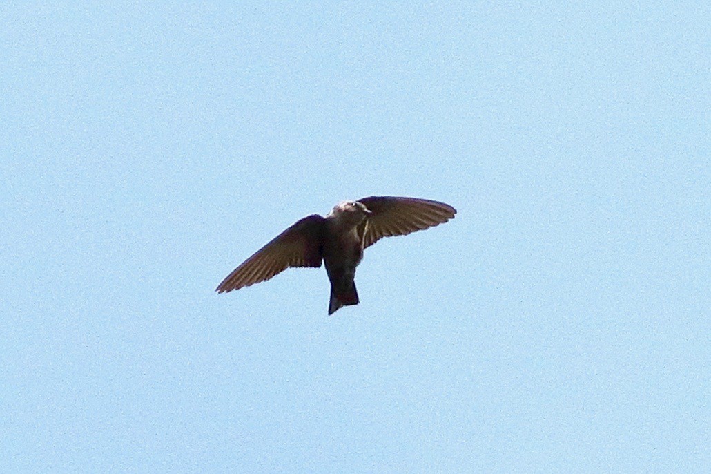 Dusky Crag-Martin - ML642651464