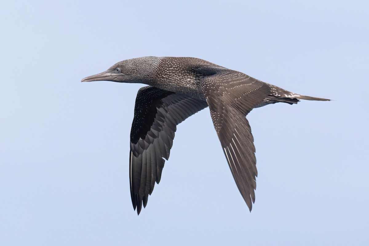 Northern Gannet - ML642651478
