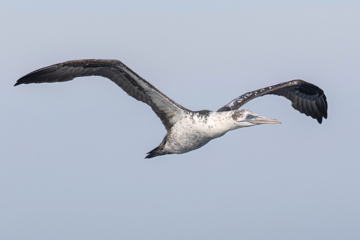 Northern Gannet - ML642651479