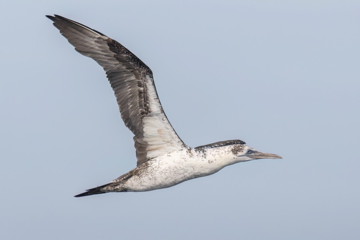 Northern Gannet - ML642651480