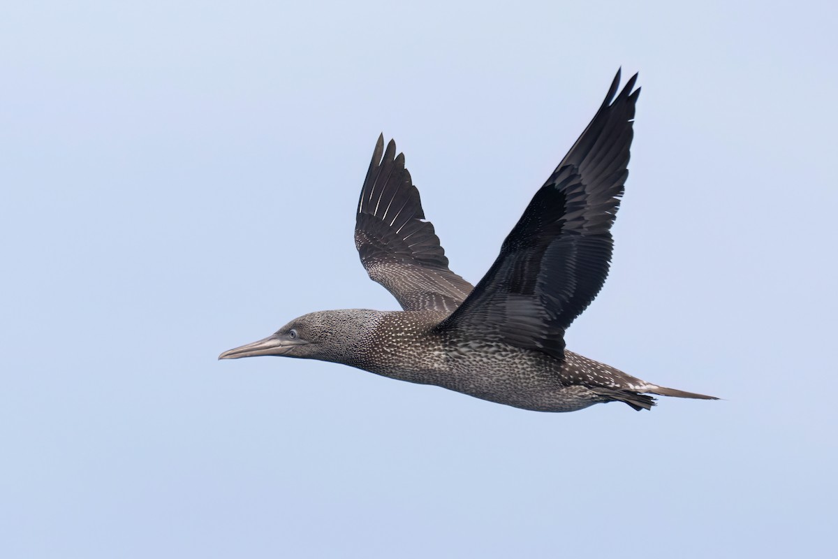 Northern Gannet - ML642651481