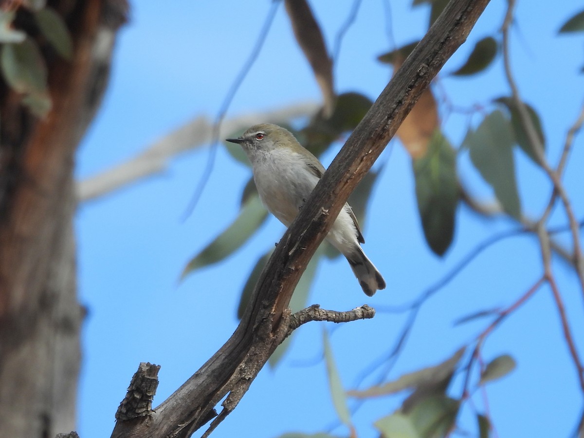 Western Gerygone - ML642651486