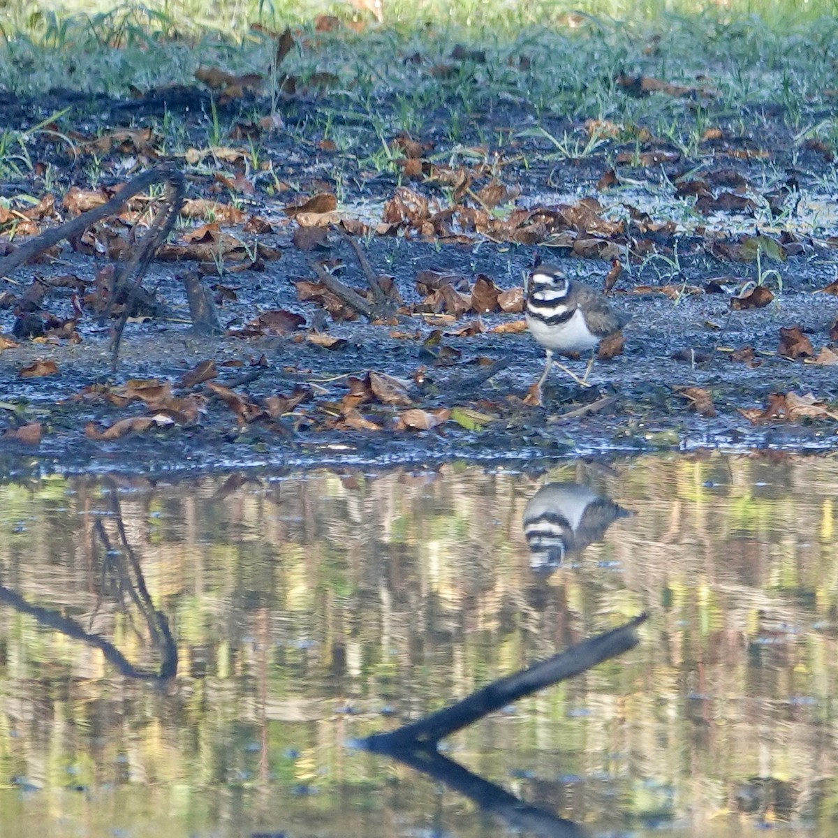 Killdeer - ML642651498