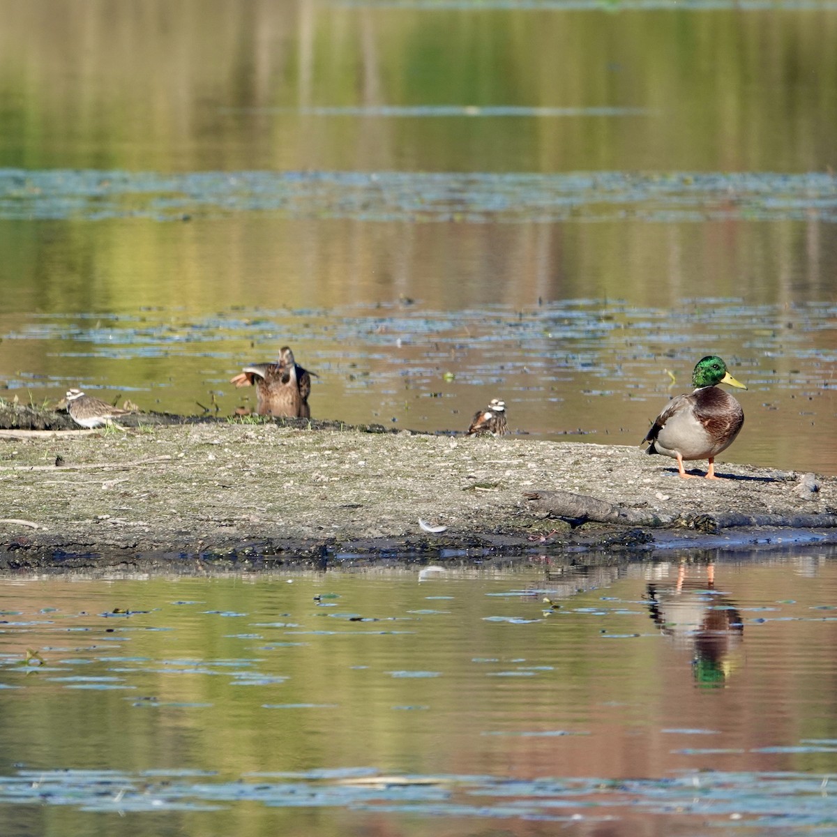 Killdeer - ML642651499
