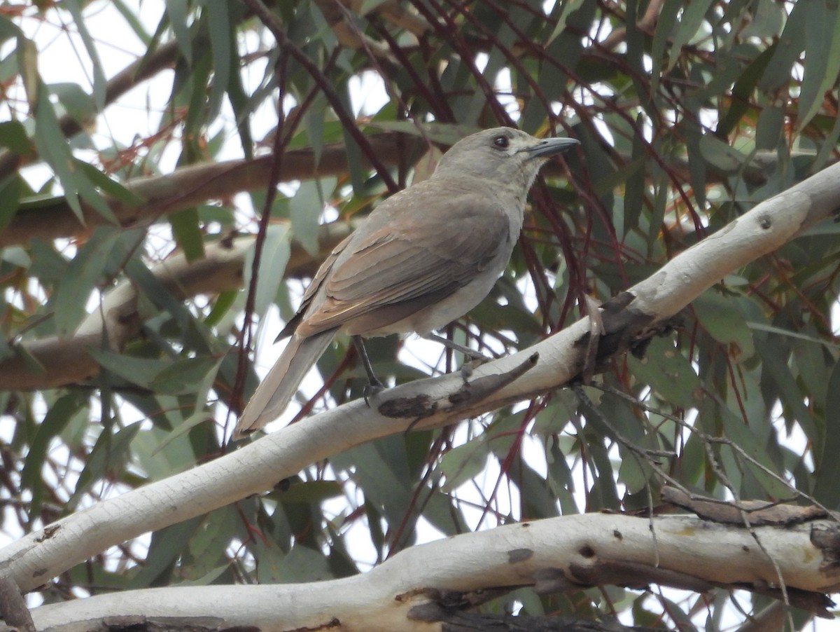 Gray Shrikethrush - ML642651503