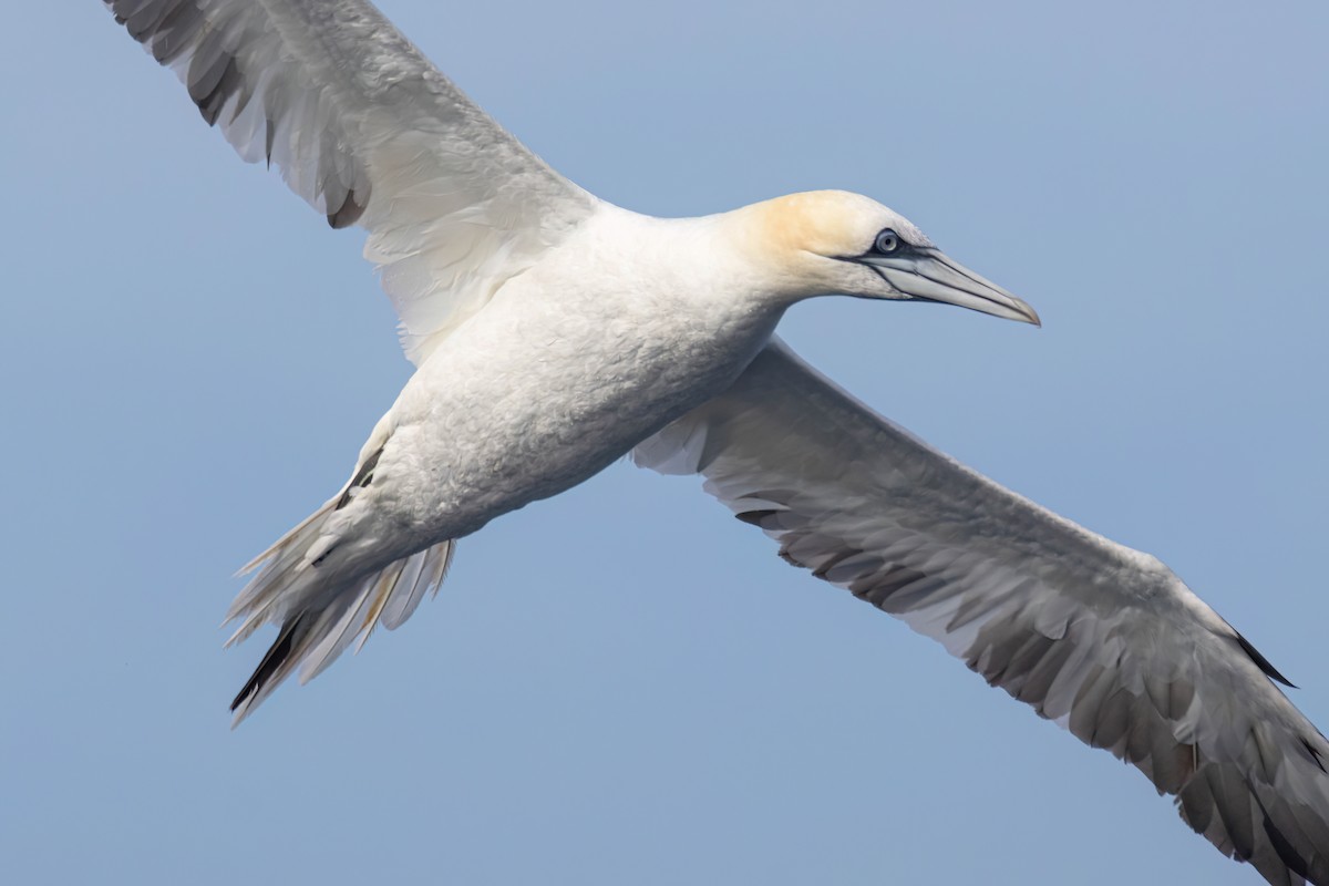 Northern Gannet - ML642651504