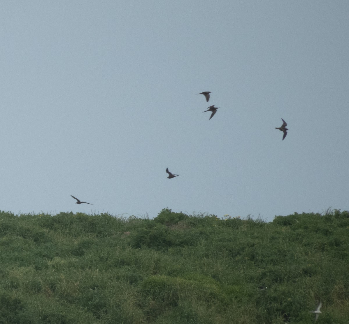 Brown Noddy - ML642651505