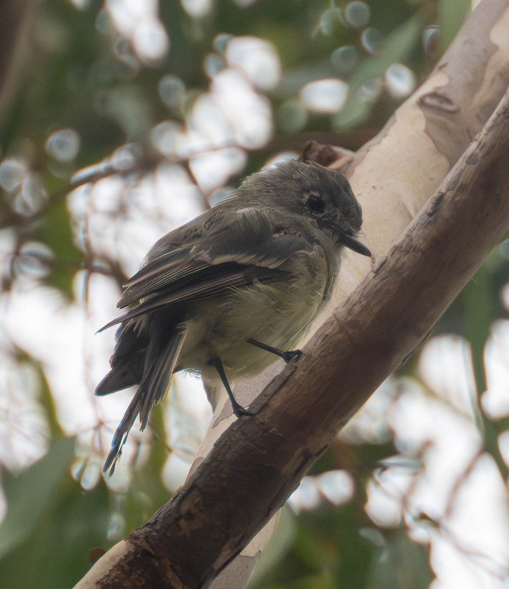 Dusky Flycatcher - ML642651508