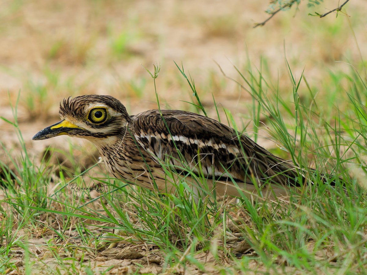 Indian Thick-knee - ML642651529