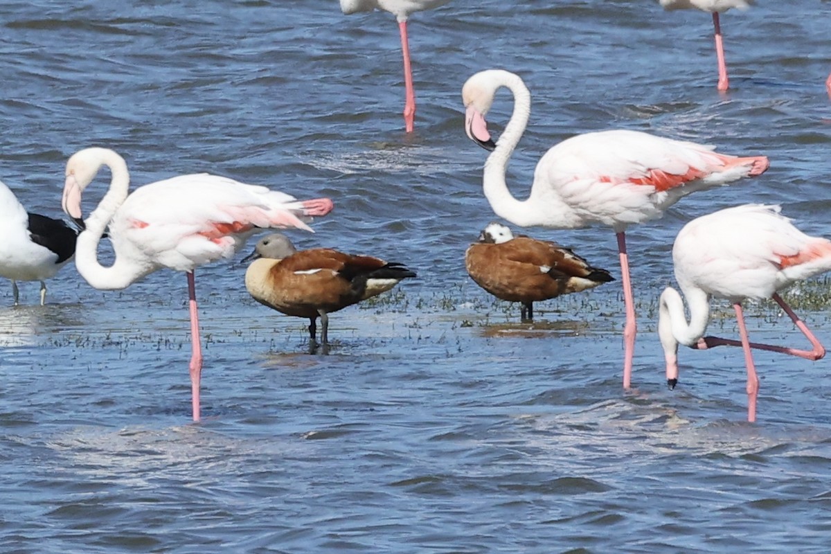 South African Shelduck - ML642651532